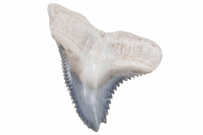 Fossil Shark Tooth (Hemipristis) - Bone Valley, Florida #226792